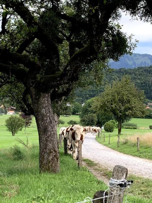 Petit Cocon Entre Lac, Golf Et Montagne, Proche D'Annecy Giez Dış mekan fotoğraf